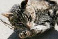 800px-cat_cleaning_itself.jpg