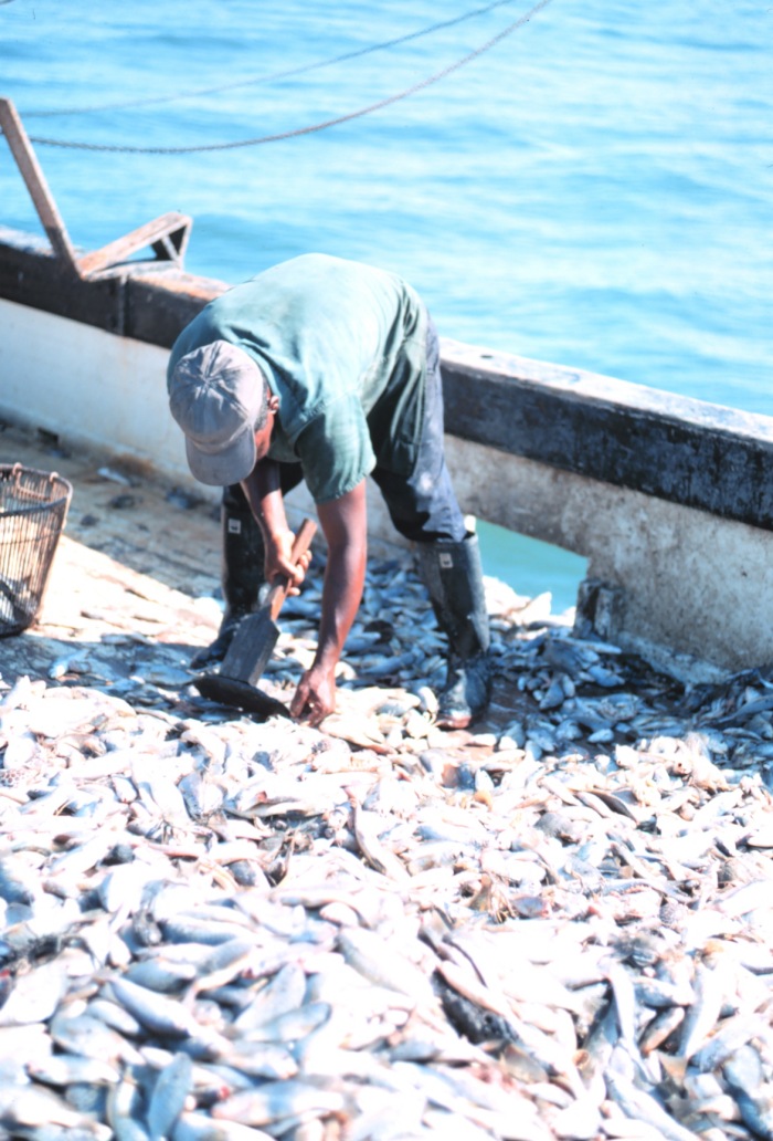 Trawling: destructive fishing method is turning seafloors to 'deserts