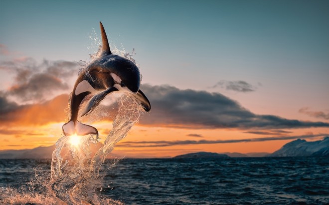 Intelligent orca leaping from ocean water with splashes, Norway fjord sunset in background
