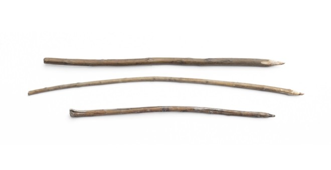 Wooden spears used by Neanderthals to hunt cave lions