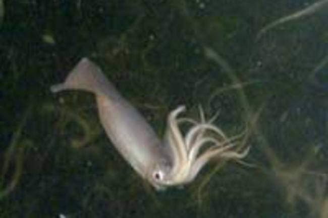 Dosidicus_gigas