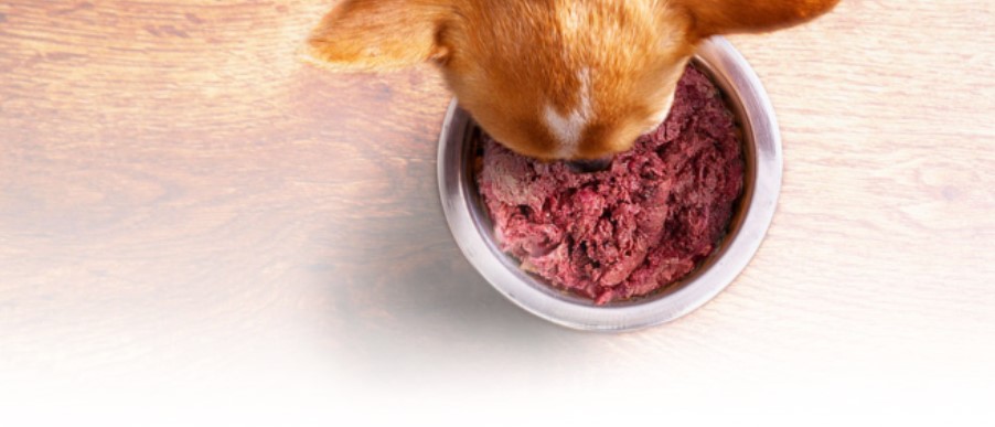 11 Best Dog Foods 2023