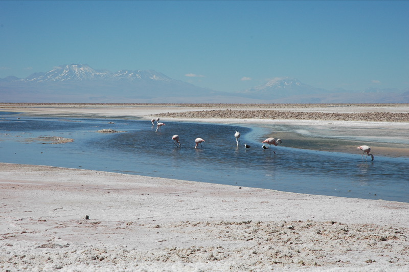 Salar_de_Atacama_Pular.jpg