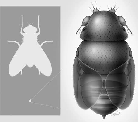 Smallest-fly.jpg