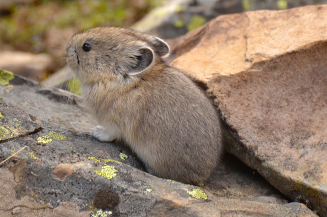Pikas Are Disappearing From California S Sierra Nevada Mountains Discover Magazine