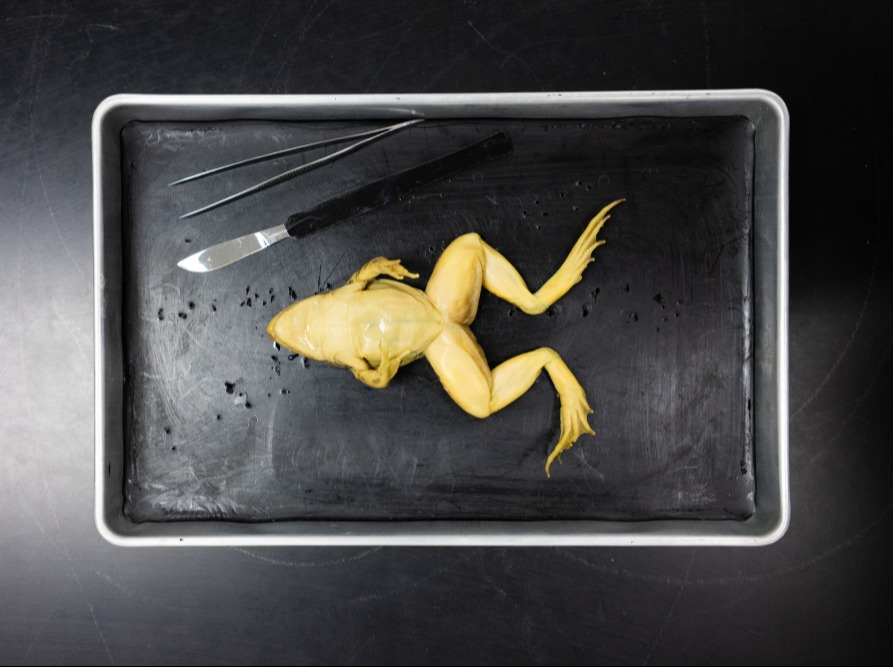 virtual frog dissection frog guts