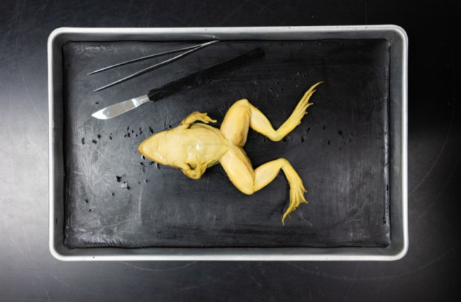 Frog Dissection