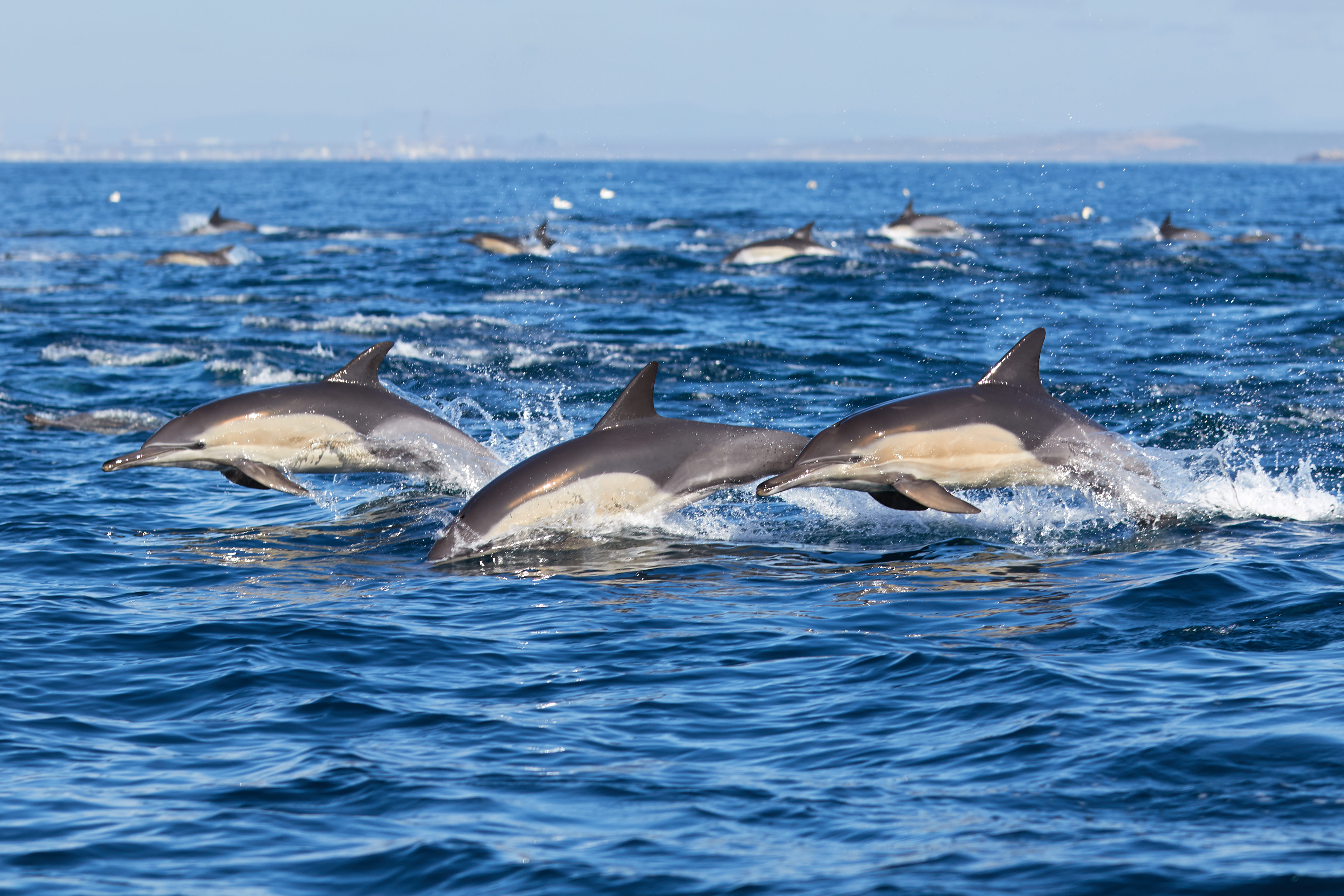 Much Like Humans, Dolphin Pods Have Complex Social Structures