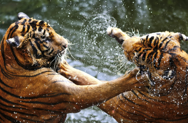 Why Do Some People Love Watching Animals Fight? | Discover Magazine