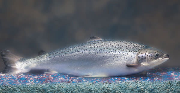 AquAdvantage-Salmon.jpg