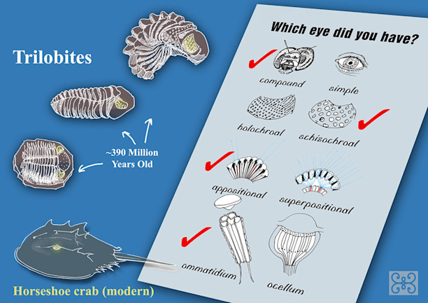 Peering Into Trilobite Eyes to See the Evolution of Vision | Discover ...