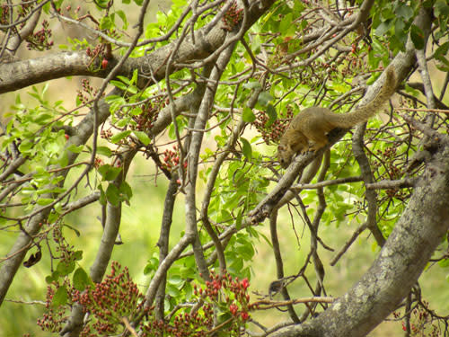 Tree_squirrel.jpg