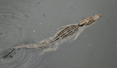 Alligators May Be Able to Survive Venomous Snake Bites
