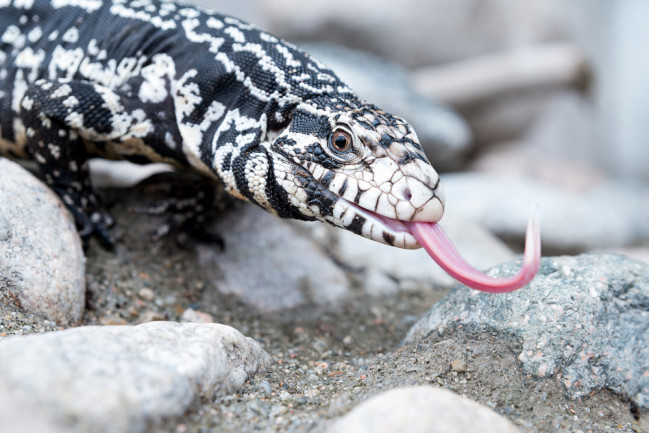 closeup of an argentine black and white tegu with a long tongue walking on rocks - shutterstock