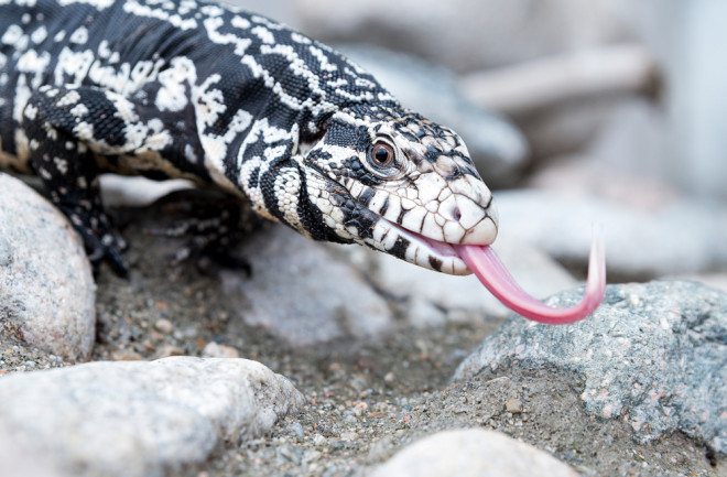 closeup of an argentine black and white tegu with a long tongue walking on rocks - shutterstock