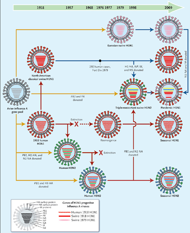 Swineflugenealogy.jpg