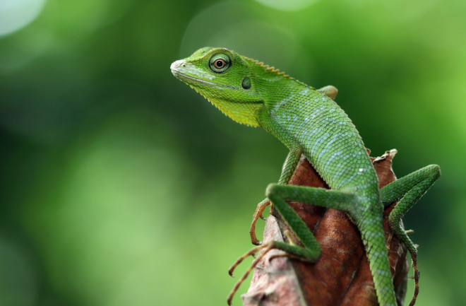 Green lizard on branch, green lizard sunbathing on branch, green lizard climb on wood, Jubata lizard