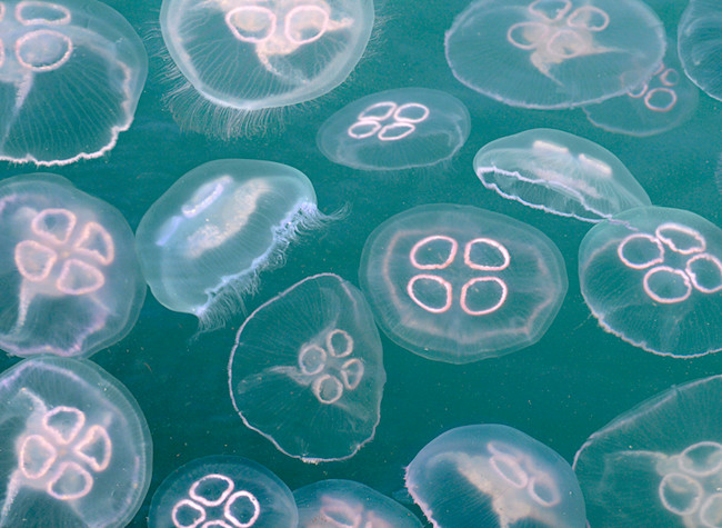 moonJellies