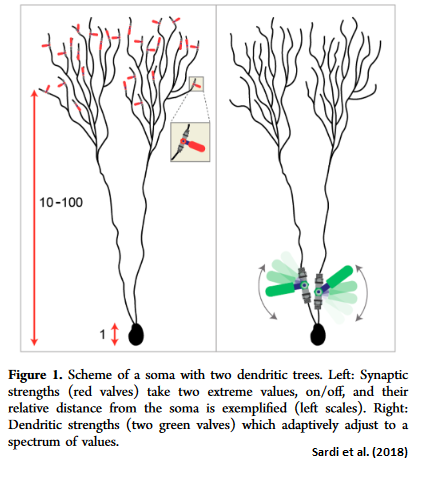 sardi_dendritic.png