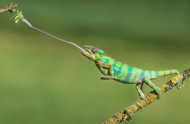Chameleon Spit Is the Key to Their Hunting Prowess | Discover Magazine