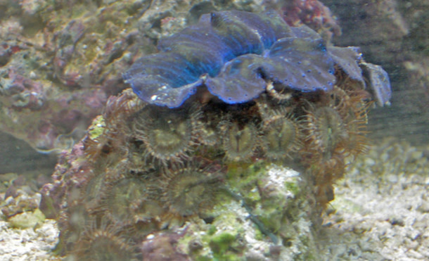 Zoanthid.jpg
