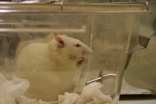 lab-rat.jpg