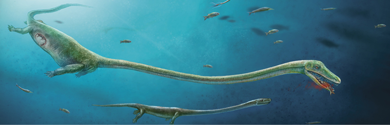 Building Blocks: Dinocephalosaurus' Baby Bump | Discover Magazine