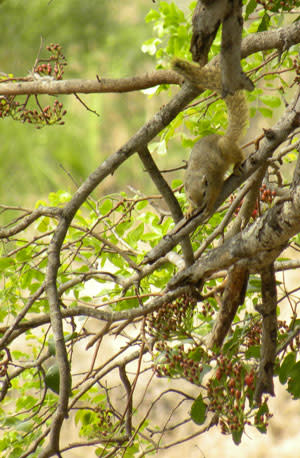 Tree_squirrel_jump.jpg