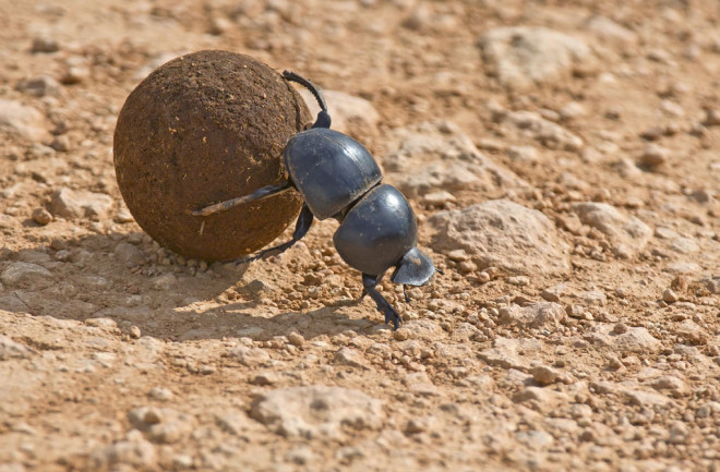 Dung-beetle.jpg