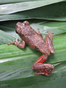 ReedFrog2.jpg