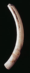 elephant-tusk-r.jpg