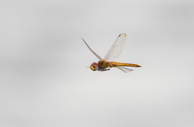 Dragonfly