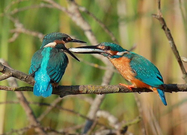 birds-feeding.jpeg