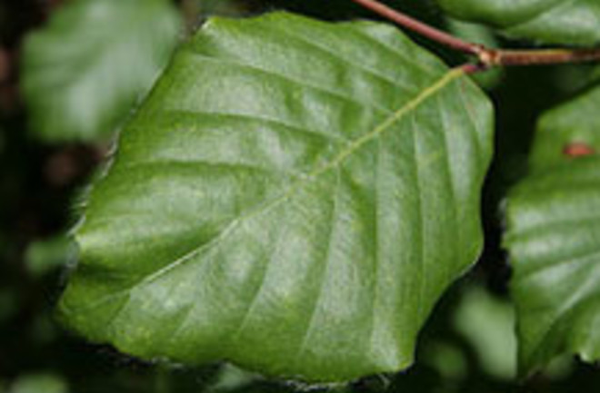 leaf.jpg