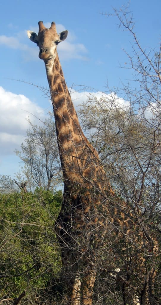 Giraffe3-542x1024.jpg