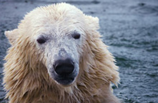 polar-bear.jpg