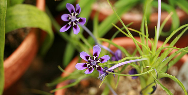 South_African_iris.jpg