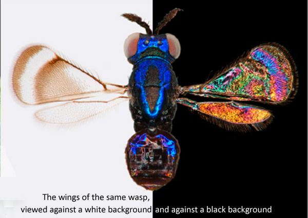 fly_rainbow.jpg