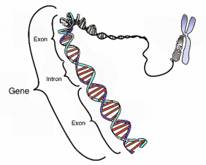 Gene-300x240.png