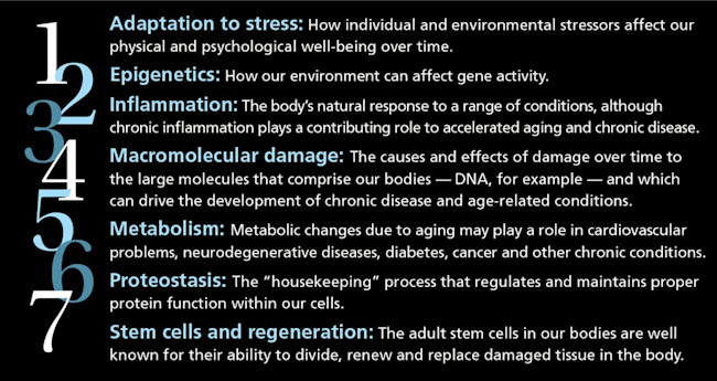 7-pillars that promote aging diagram