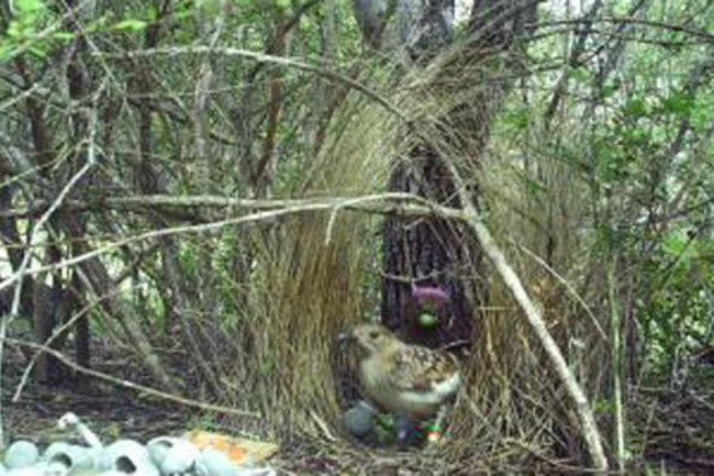 Spotted_bowerbird.jpg
