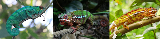 Furcifer_pardalis_variation-1024x252.jpg