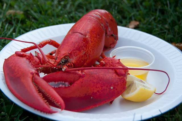 Lobsters: A Crustacean Sensation | Discover Magazine