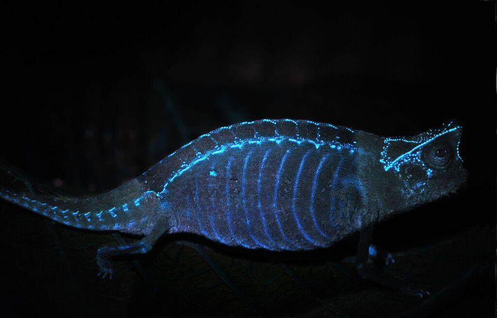 Fun Fact: Chameleon Bones Glow In The Dark | Discover Magazine