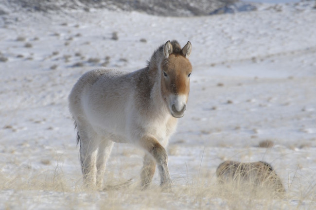 Przewalski_0130-1024x680.jpg