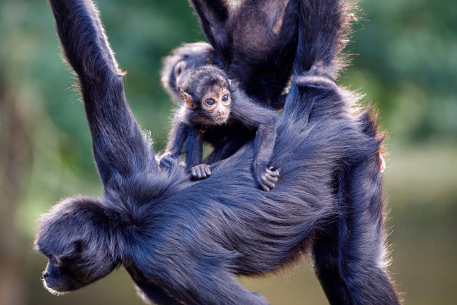 Close-up of Columbian spider monkeys