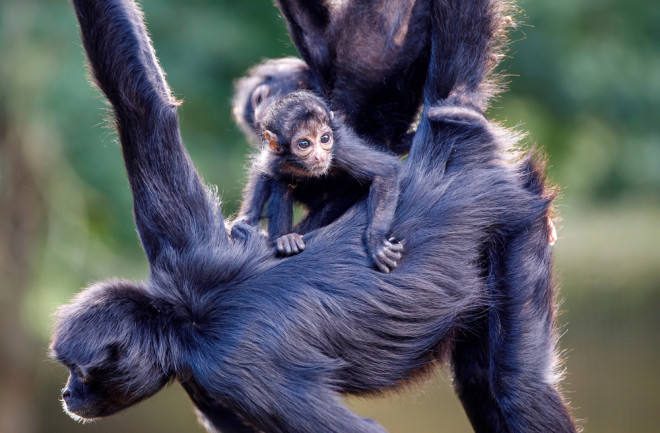 Close-up of Columbian spider monkeys