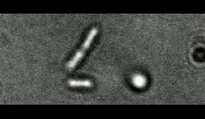 walking-bacteria.jpg