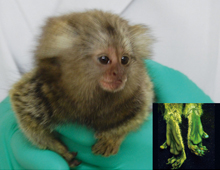 Scientists Created a Glowing Green Monkey