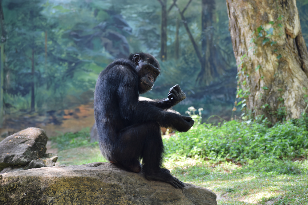 picture of chimpanzee and gorilla